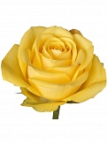 Купить Роза(экв) Латина 80см(Florana)