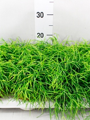 Купить Рипсалис BACCIFERA оазис 12/20