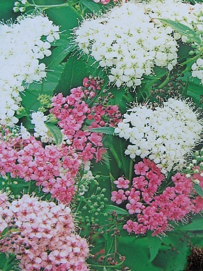 Купить Спирея японская Генпей р-17 H-25