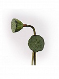 Купить Лотос(10)