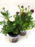 Купить Ранункулюс 10/15
