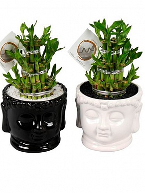 Купить Фикус Гинсег в кер.горшке Silver Buddha 16/40