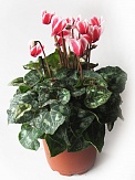 Купить Цикламен Шайн 12/25
