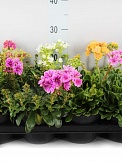 Купить Левизия 13/20
