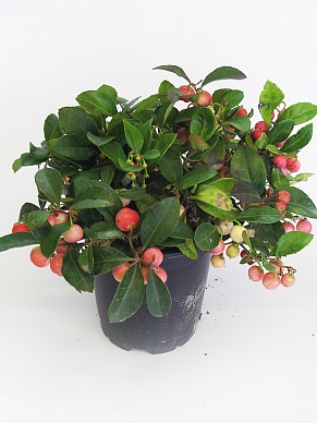 Купить Гаултерия 14/25