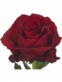 Купить Роза(экв) Эксплорер 70см(Annie roses(Kate))