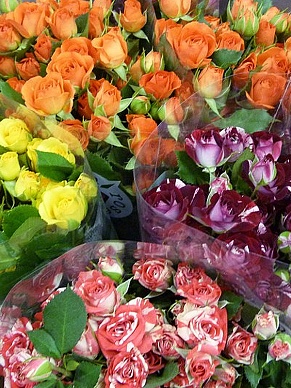 Купить Роза(рос) куст. Микс 40см(10)