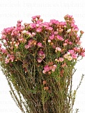 Купить Хамелациум(вакс) Ади(25)
