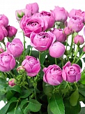 Купить Роза куст. Мисти Бабблс 70см(10)
