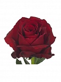 Купить Роза(экв) Эксплорер 50см(Art Roses)