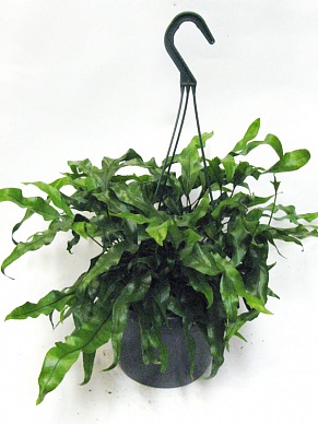 Купить Микросорум амп 18/30