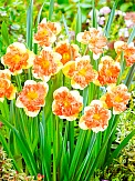 Купить Ранункулюс Сноуфлейк(50)