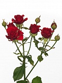 Купить Роза куст. Мирабэль 80см(10)