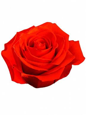 Купить Роза(экв) Нина 80см(Everbloom)