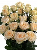 Купить Роза куст. Салинеро 70см(10)