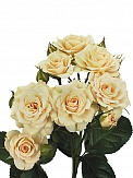 Купить Роза куст. Крем Грация 80см(10)