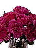 Купить Роза(гол) Баронесса 40см(12)/sale