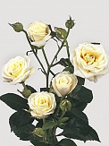 Купить Роза куст. Вивиан 50см(10)