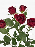Купить Роза куст. Рубикон 70см(10)
