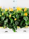 Купить Гибискус желтый 13/30