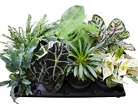 Купить Плант микс 12/30 эксклюзив