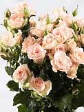 Купить Роза куст. Свит Сара 50см(10)