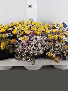 Купить Седум микс 13/15