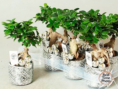 Купить Фикус микр Ретуза керам 11/35