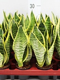 Купить Сансевиерия фут.супербум 14/45