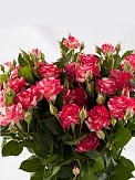 Купить Роза куст. Файрворкс 70см(10)