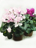 Купить Цикламен микс 15/35