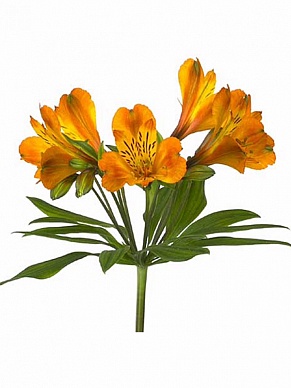 Купить Альстромерия Фирензе(10)