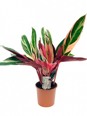 Купить Строманта мультиколор d17