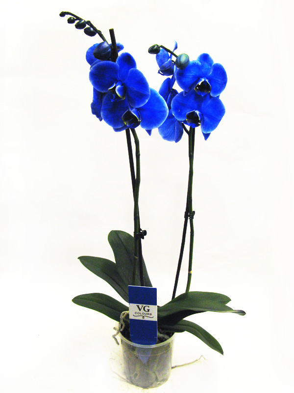 Синяя орхидея в горшке. Орхидея фаленопсис Роял Блю. Орхидея фаленопсис голубая. Орхидея фаленопсис синяя. Фаленопсис Королевский голубой.