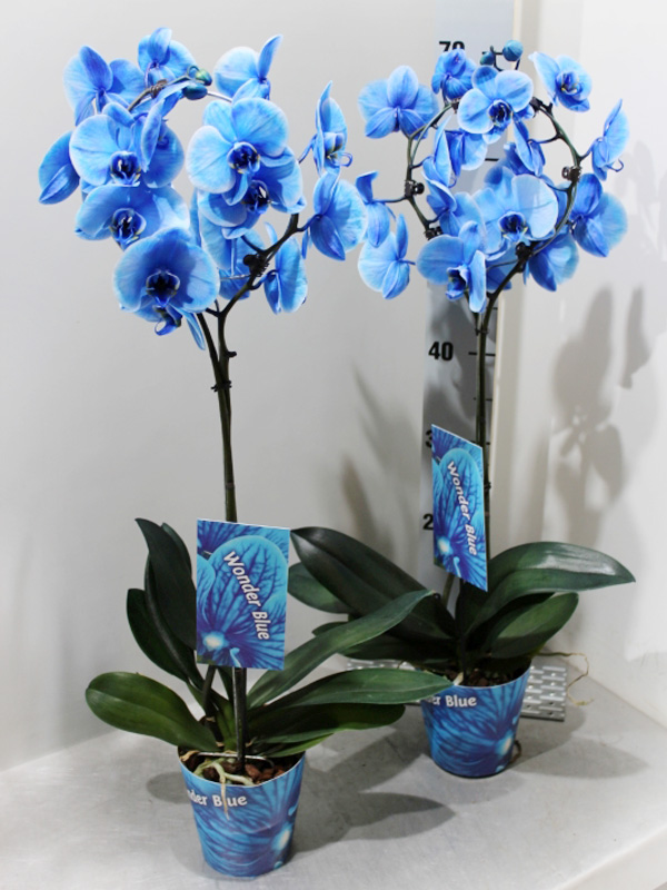 Синяя орхидея в горшке. Орхидея фаленопсис синяя. Орхидея фаленопсис голубая. Архидея фаленопсис синяя. Орхидея фаленопсис синяя d12 h60.