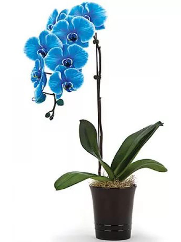 Синяя орхидея в горшке. Орхидея фаленопсис голубая. Орхидея фаленопсис синяя. Орхидея фаленопсис Блю. Орхидея Блю Мэджик.