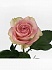Роза(экв) Эсперанс 60(Florana)