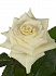 Роза(экв) Мондиал 80см(Hispano roses)