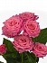 Роза куст. Лианне 60см(10)