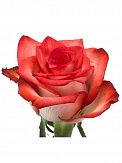 Купить Роза(экв) Блаш 70см(Ugsha Flowers)