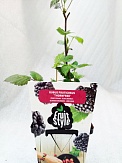 Купить Ежевика кустистая D9 Rubus fruticosus Thornfree