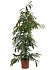 Фикус Амстел Кинг в/ст 27/120