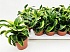 Драцена фр Торнадо 12/30