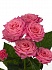Роза куст. Лианне 70см(10)