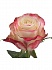 Роза(экв) Свитнэсс 70см(Rosa Prima)