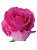 Купить Роза(экв) Топаз 80см(Ugsha Flowers)