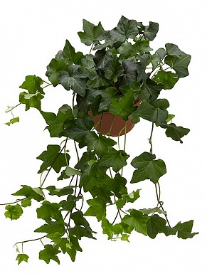 Купить Хедера Бриджит 13/30