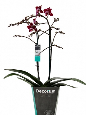 Купить Фаленопсис Кренберри Ча Ча 2pp 12/50