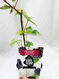 Купить Ежевика Блэк Сатин D9 Rubus fruticosus Black Satin