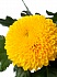 Хризантема 1 цв.Паладов(5)